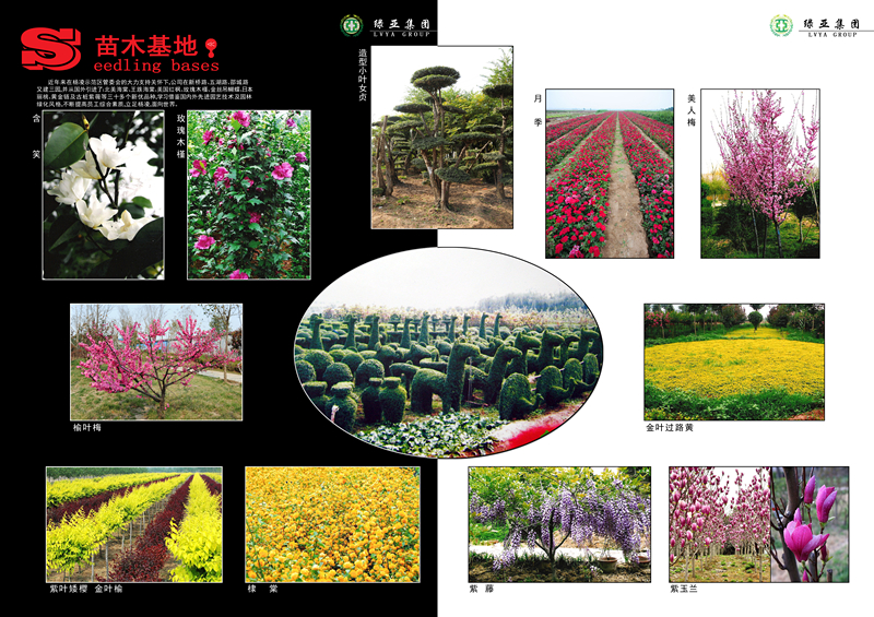 小区苗木花卉养护-工程项目-杨凌绿亚园林建设工程集团有限公司